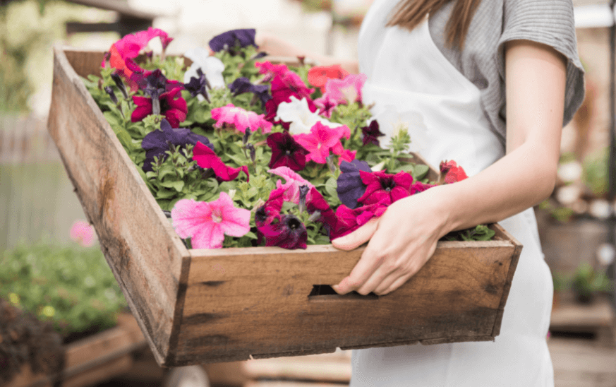 Petunias en una caja de madera sostenida por una mujer, plantas de exterior resistentes para terrazas